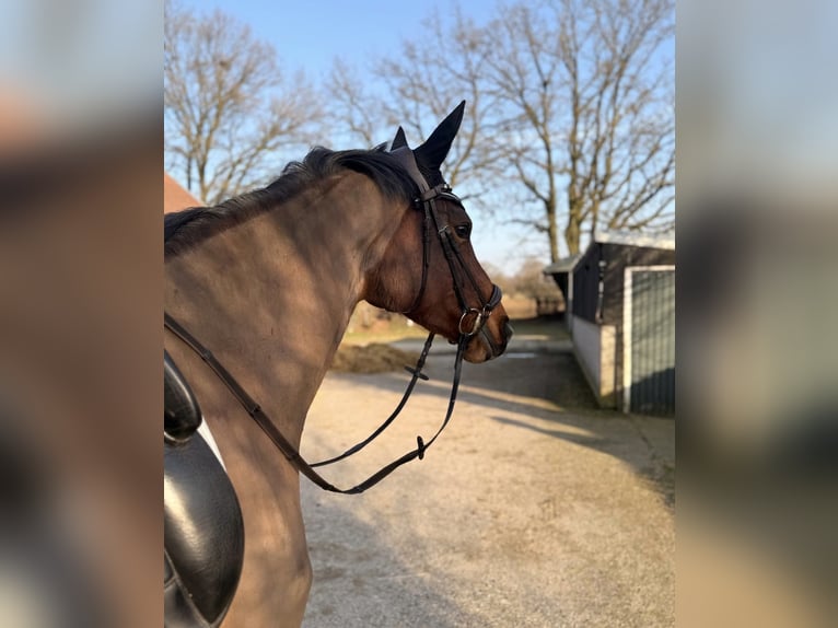 Meer volbloeden Merrie 6 Jaar 165 cm Bruin in Wesel