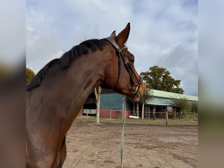 Meer volbloeden Merrie 6 Jaar 165 cm Bruin in Wesel