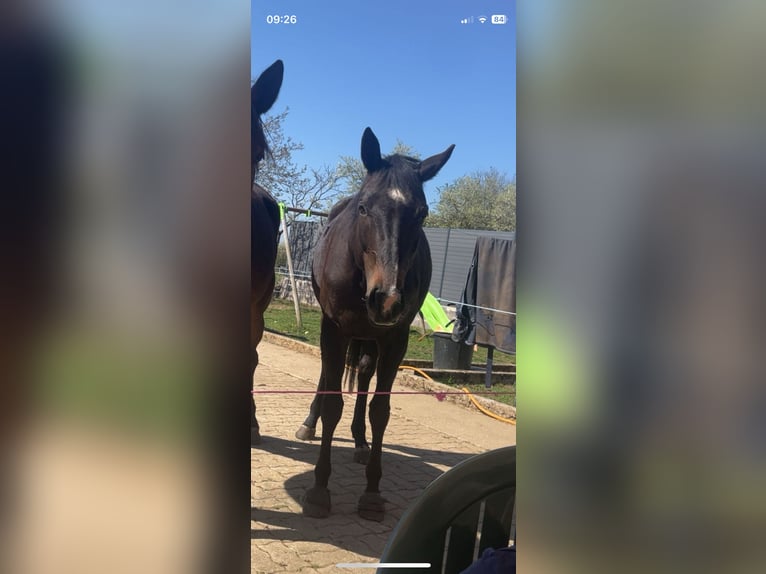 Meer volbloeden Mix Merrie 6 Jaar 165 cm Zwartbruin in Verneville
