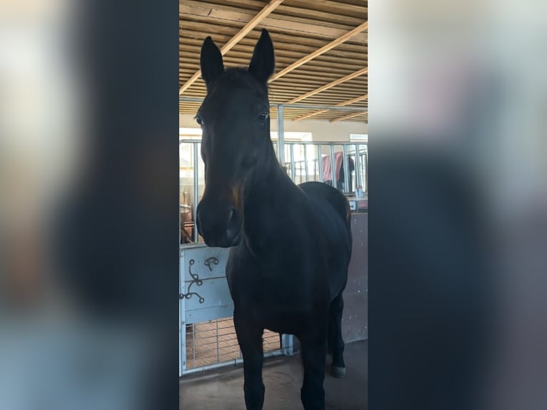 Meer volbloeden Mix Merrie 7 Jaar 153 cm Zwartbruin in Osterhofen