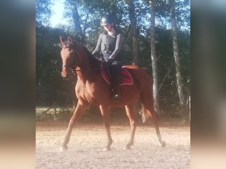 Meer volbloeden Merrie 7 Jaar 156 cm Roodbruin in Monc&#xE9;-en-Belin