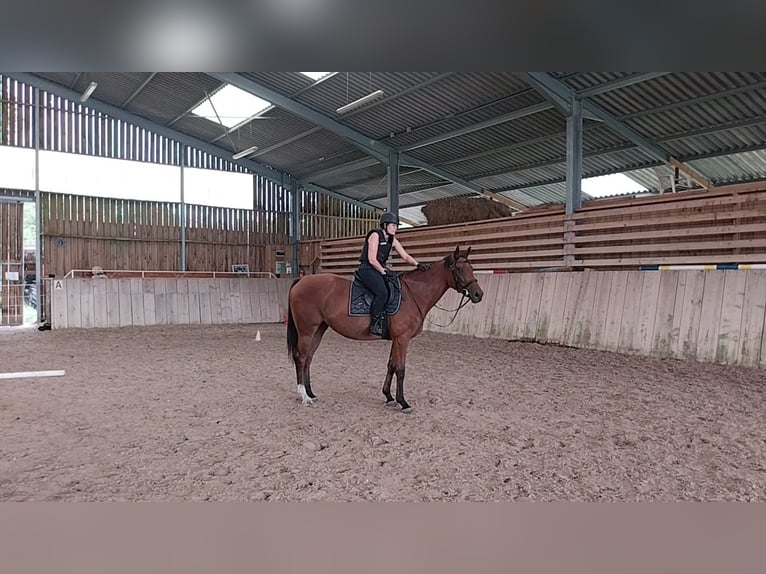 Meer volbloeden Merrie 7 Jaar 156 cm Roodbruin in Monc&#xE9;-en-Belin