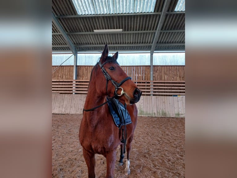 Meer volbloeden Merrie 7 Jaar 156 cm Roodbruin in Monc&#xE9;-en-Belin