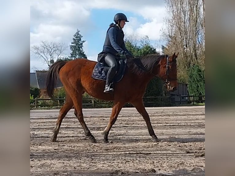 Meer volbloeden Merrie 7 Jaar 156 cm Roodbruin in Monc&#xE9;-en-Belin