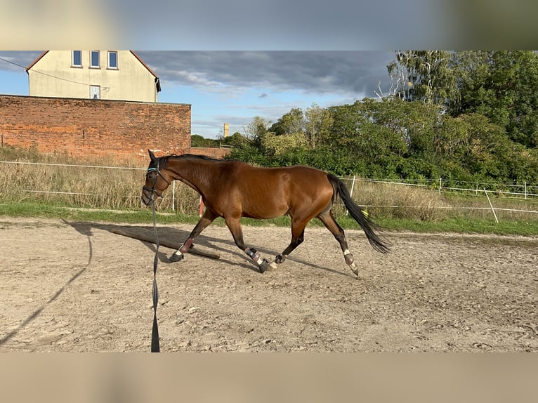 Meer volbloeden Merrie 7 Jaar 165 cm Bruin in Schkopau