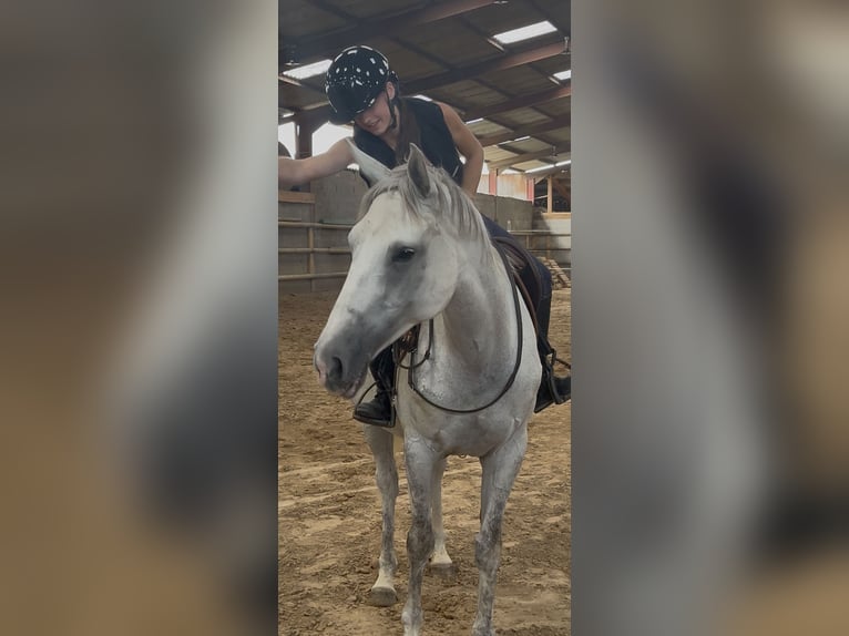 Meer volbloeden Merrie 7 Jaar 165 cm Schimmel in Roanne