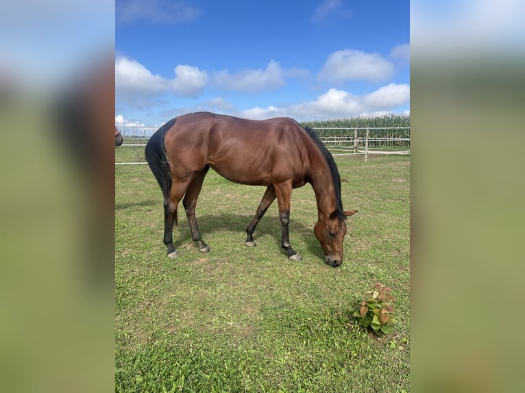 Meer volbloeden Merrie 7 Jaar 167 cm Donkerbruin in Deining