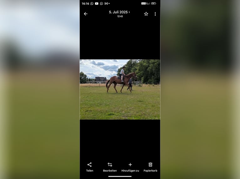 Meer volbloeden Merrie 8 Jaar 160 cm Buckskin in Neustadt am Rübenberge