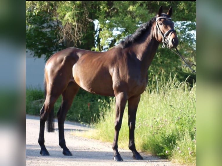 Meer volbloeden Merrie 8 Jaar 163 cm Bruin in Königsbach-Stein