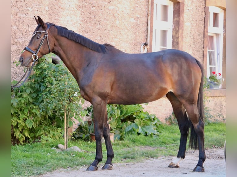 Meer volbloeden Merrie 8 Jaar 164 cm Bruin in Glandorf