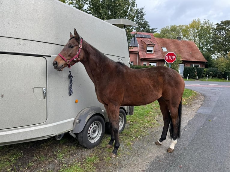 Meer volbloeden Merrie 8 Jaar 164 cm Bruin in Emsdetten