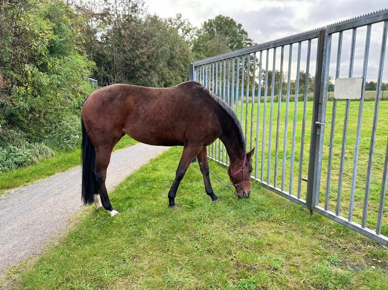 Meer volbloeden Merrie 8 Jaar 164 cm Bruin in Emsdetten