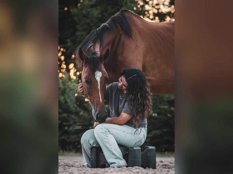 Meer volbloeden Merrie 8 Jaar 168 cm Bruin in Uetze