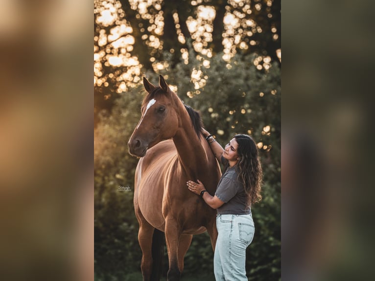 Meer volbloeden Merrie 8 Jaar 168 cm Bruin in Uetze