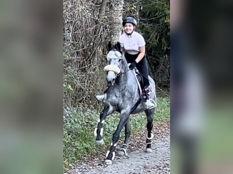 Meer volbloeden Merrie 9 Jaar 160 cm Schimmel in Groß-Bieberau