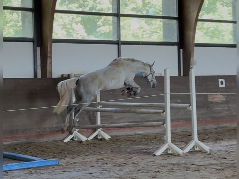 Meer volbloeden Merrie 9 Jaar 163 cm Schimmel in Kollow