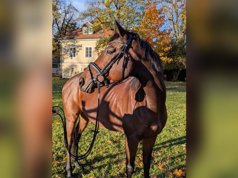 Meer volbloeden Merrie 9 Jaar 167 cm Bruin in Landshut
