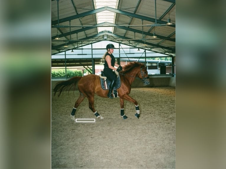 Meer volbloeden Ruin 10 Jaar 162 cm Vos in Siegen