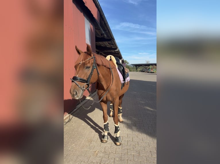 Meer volbloeden Ruin 10 Jaar 162 cm Vos in Siegen