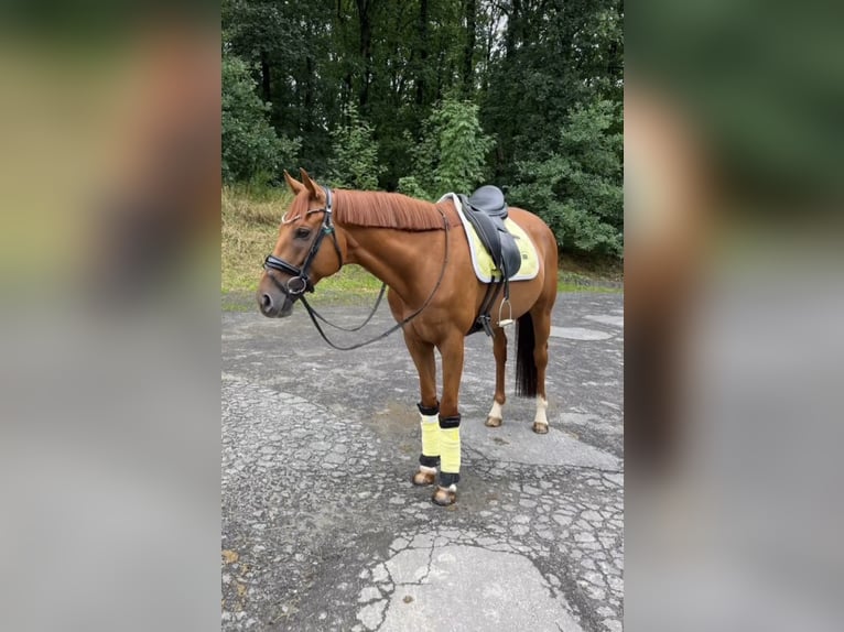 Meer volbloeden Ruin 10 Jaar 162 cm Vos in Siegen