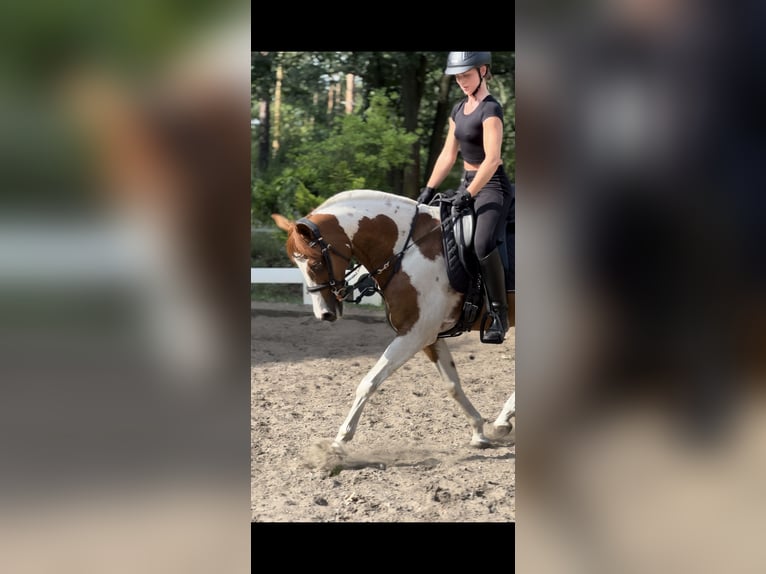 Meer volbloeden Mix Ruin 11 Jaar 150 cm Gevlekt-paard in Rüdersdorf bei Berlin