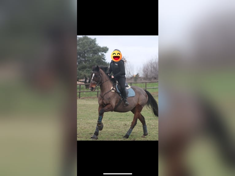 Meer volbloeden Ruin 11 Jaar 164 cm Bruin in Saumur