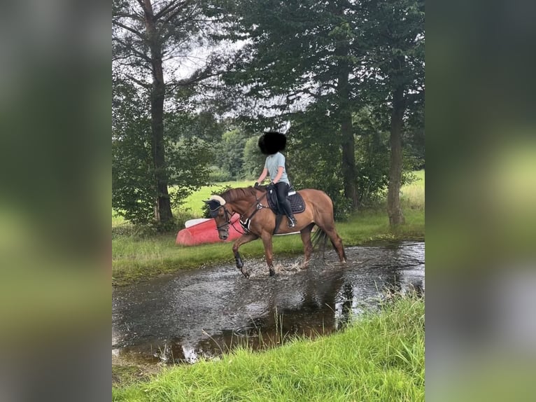 Meer volbloeden Ruin 11 Jaar 165 cm Vos in Schmallenberg