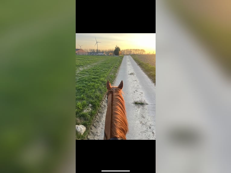 Meer volbloeden Ruin 11 Jaar 169 cm Vos in Denderleeuw
