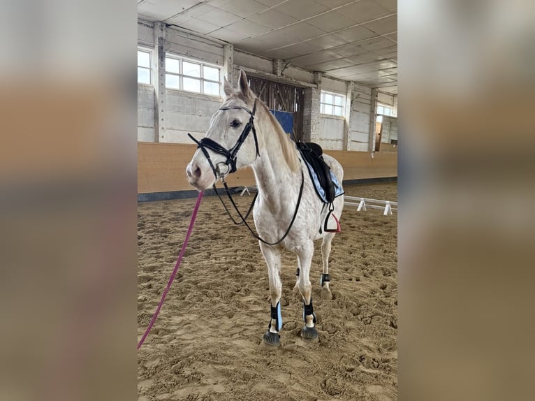 Meer volbloeden Ruin 12 Jaar 164 cm Vliegenschimmel in Athenstedt