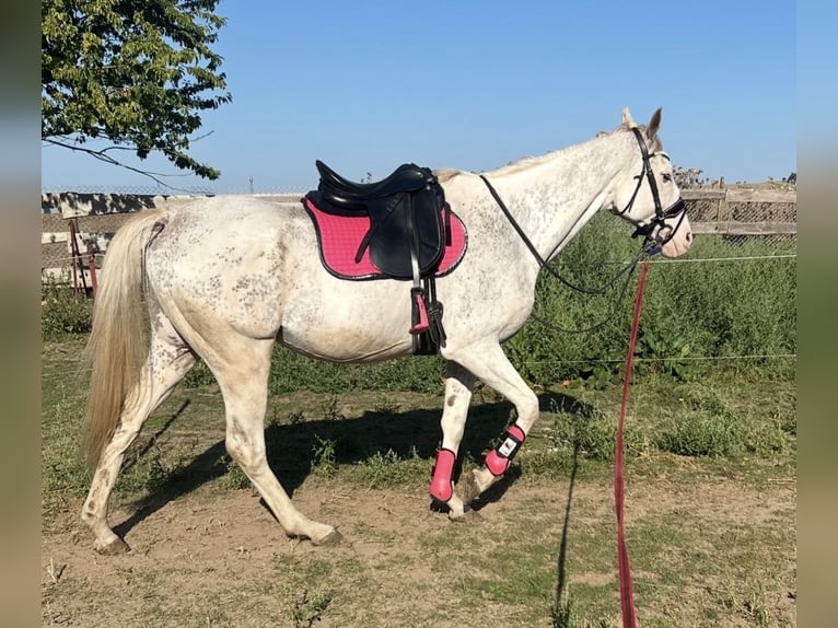 Meer volbloeden Ruin 12 Jaar 164 cm Vliegenschimmel in Athenstedt