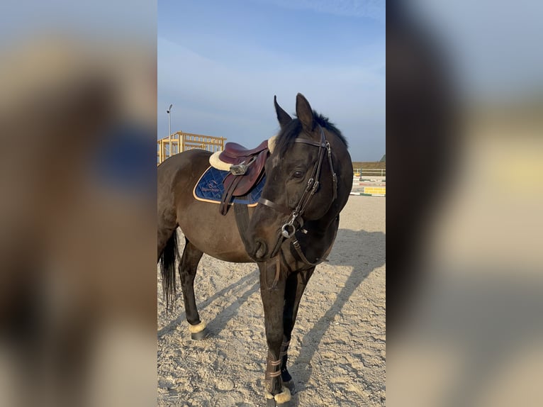 Meer volbloeden Ruin 12 Jaar 165 cm Donkerbruin in Żórawina