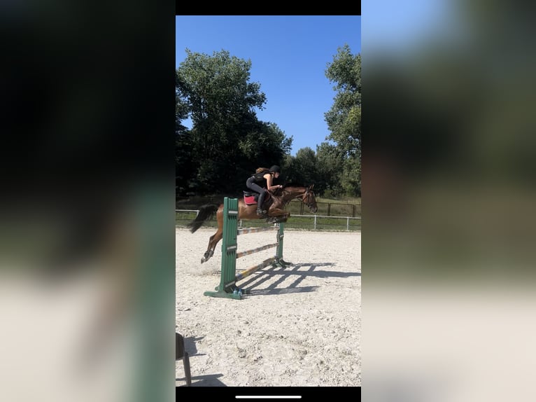 Meer volbloeden Ruin 12 Jaar 165 cm Roodbruin in Zielona Góra