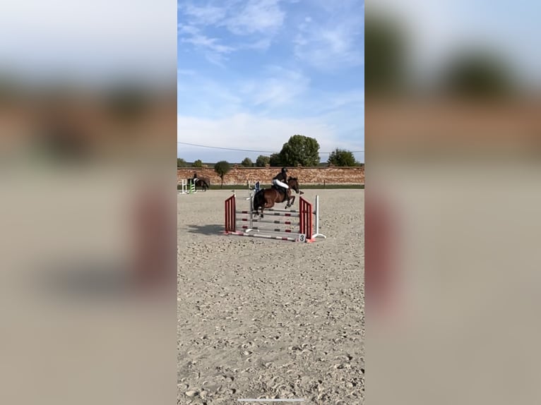 Meer volbloeden Ruin 12 Jaar 165 cm Roodbruin in Zielona Góra