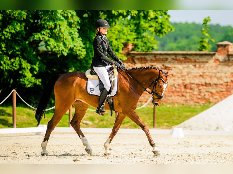 Meer volbloeden Ruin 12 Jaar 165 cm Roodbruin in Zielona Góra