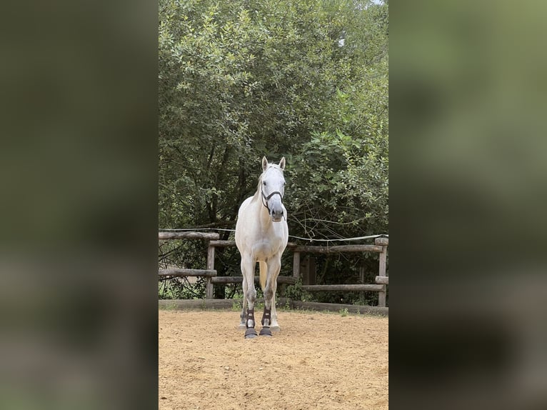 Meer volbloeden Ruin 12 Jaar 165 cm Schimmel in Limoges