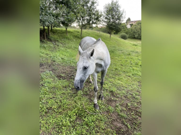 Meer volbloeden Ruin 12 Jaar 165 cm Schimmel in Limoges