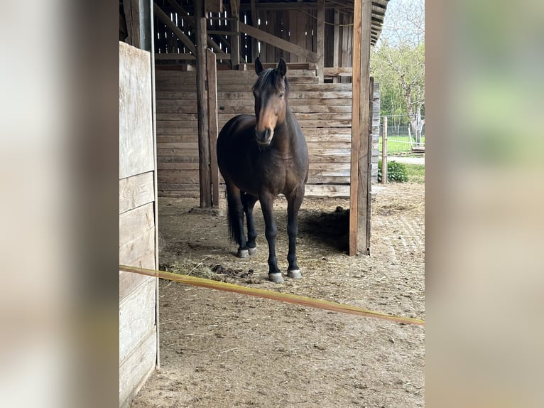 Meer volbloeden Mix Ruin 13 Jaar 158 cm Bruin in Kirchdorf an der Amper