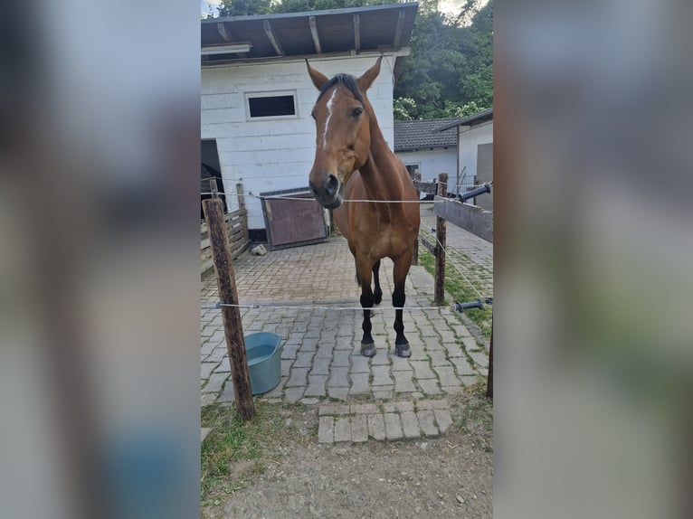 Meer volbloeden Ruin 13 Jaar 165 cm Bruin in K&#xF6;ln