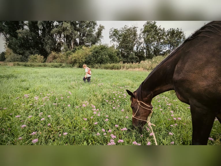 Meer volbloeden Ruin 14 Jaar 160 cm Bruin in Ettringen
