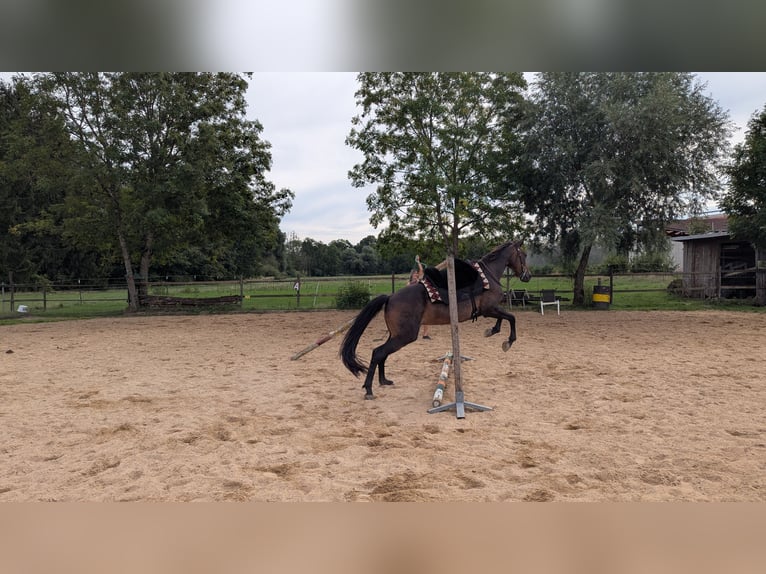 Meer volbloeden Ruin 14 Jaar 160 cm Bruin in Ettringen