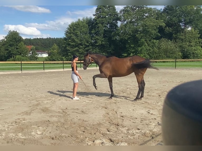 Meer volbloeden Ruin 14 Jaar 160 cm Donkerbruin in Feuchtwangen