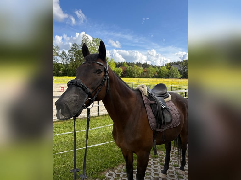 Meer volbloeden Ruin 14 Jaar 160 cm Donkerbruin in Feuchtwangen