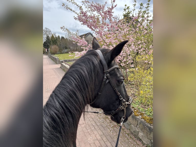 Meer volbloeden Ruin 14 Jaar 160 cm Zwart in Reesdorf