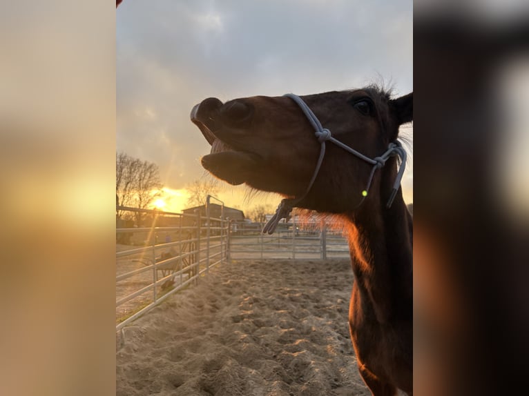 Meer volbloeden Ruin 14 Jaar 165 cm Bruin in Groß Kienitz