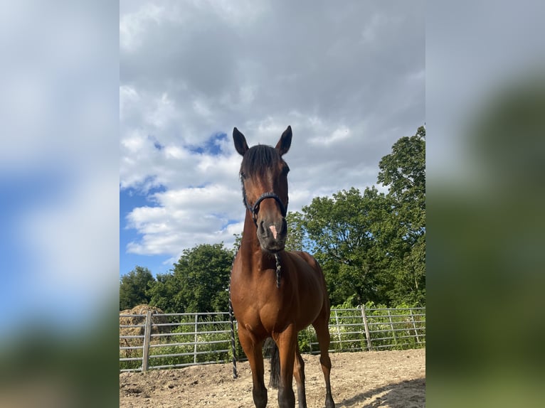 Meer volbloeden Ruin 14 Jaar 165 cm Bruin in Groß Kienitz