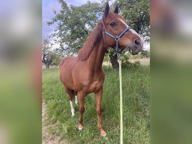 Meer volbloeden Ruin 15 Jaar 163 cm Vos in Gransee