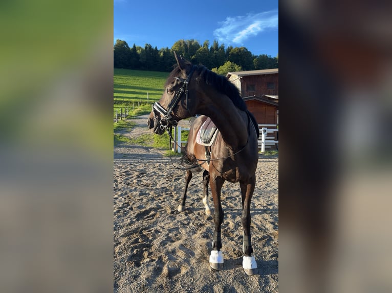 Meer volbloeden Ruin 17 Jaar 165 cm Zwart in Goldegg im Pongau