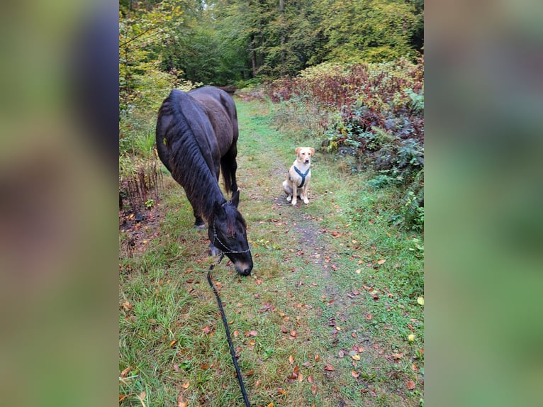 Meer volbloeden Ruin 18 Jaar 165 cm Zwartbruin in Jockgrim