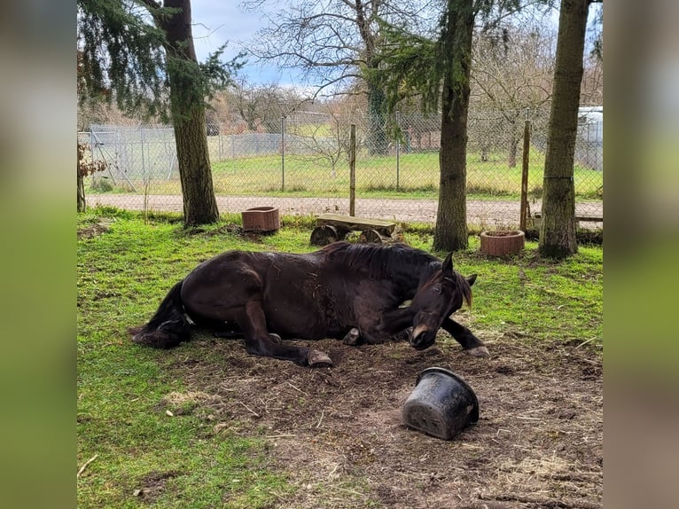 Meer volbloeden Ruin 18 Jaar 165 cm Zwartbruin in Jockgrim