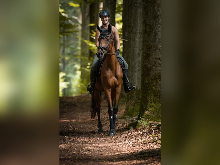 Meer volbloeden Ruin 19 Jaar 157 cm Bruin in Dinkelsbühl